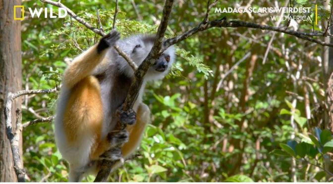 Wildlife: ‘Leaping’ Lemurs In Madagascar (HD Video)