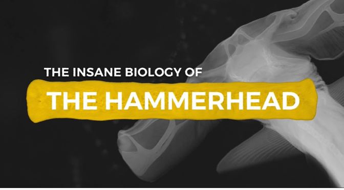 Wildlife: Hammerhead Sharks – ‘Insane Biology’