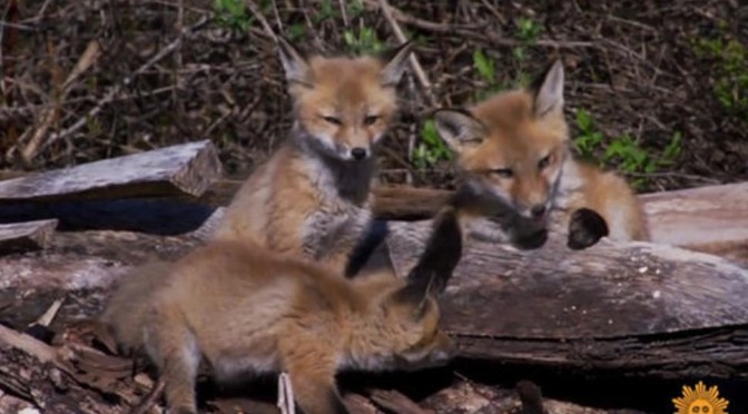 Nature Views: Red Fox Kits In Durham, Maine (Video)