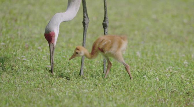Nature Views: Sandhill Cranes & Chicks Near Titusville, Florida (Video)