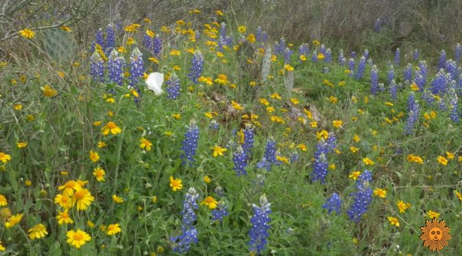 Views: Wildflowers In Mason County, Texas