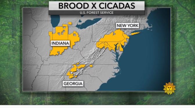 Views: Billions Of Cicadas Emerge In The Eastern U.S. After 17 Years (CBS Video)