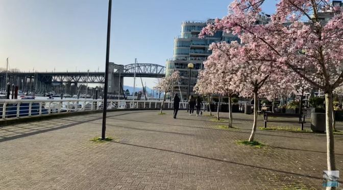 Spring Walks: ‘Quayside Marina’ – Vancouver (4K)