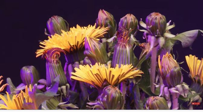 Photography: Dandelions In Timelapse (HD Video)