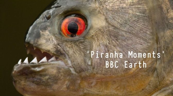 Amazon River Views: Top ‘Piranha’ Moments (BBC)