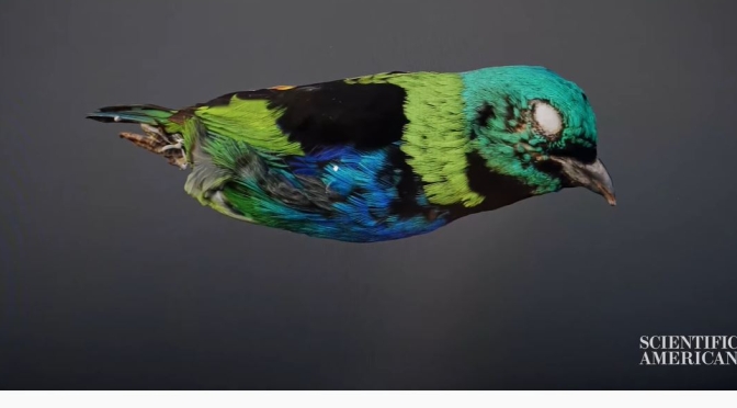 Collections: Viewing Rare Birds In Digital 3-D (Video)