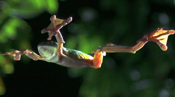 Nature: Best Of ‘Flying Wildlife’ – BBC Earth