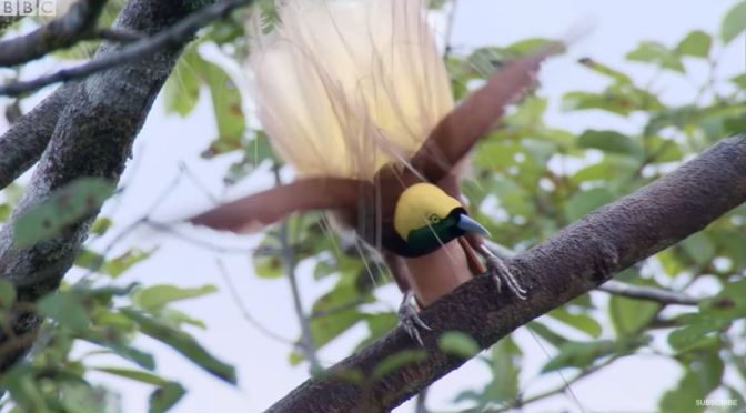 Views: Dancing Birds In The Wild (BBC Earth Video)