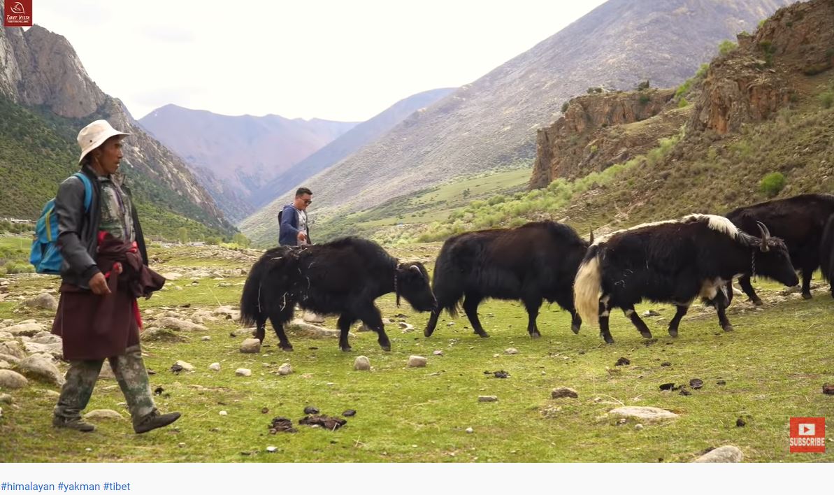 Tibet: A Day In The Life Of A Himalayan Yak Man (Video) | Boomers Daily