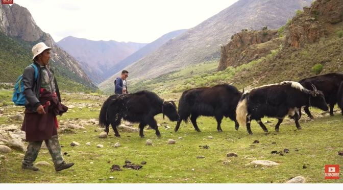 Tibet: A Day In The Life Of A Himalayan Yak Man (Video)