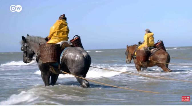 Views: The Horseback Fisherwomen Of Belgium