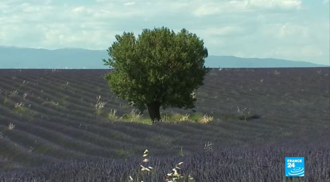 French Views: Lavender Fields Of Provence (Video)