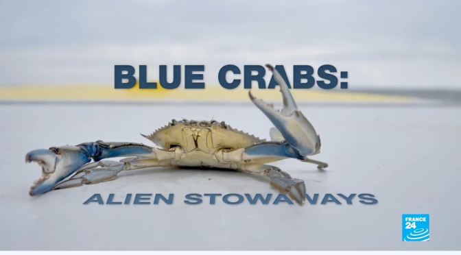 Marine Ecosystems: ‘Blue Crabs’ – Super Predators Of The Mediterranean