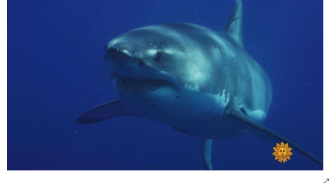 Views: Great White Sharks Guadalupe Island, Mexico