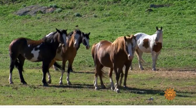 Nature Views: Black Hills Wild Horse Sanctuary In Southwest South Dakota