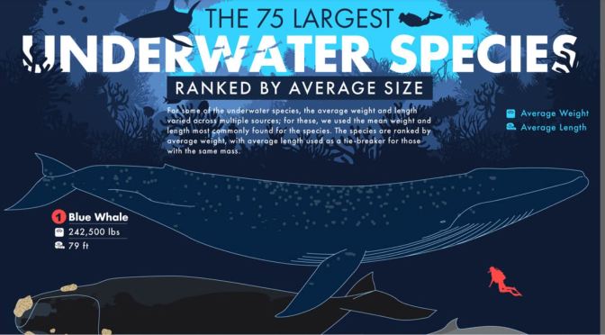 Infographic: 75 Largest Underwater Species
