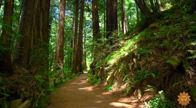 California: Muir Woods National Monument