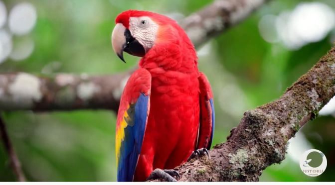 Views: Rainforests And Wildlife In Costa Rica