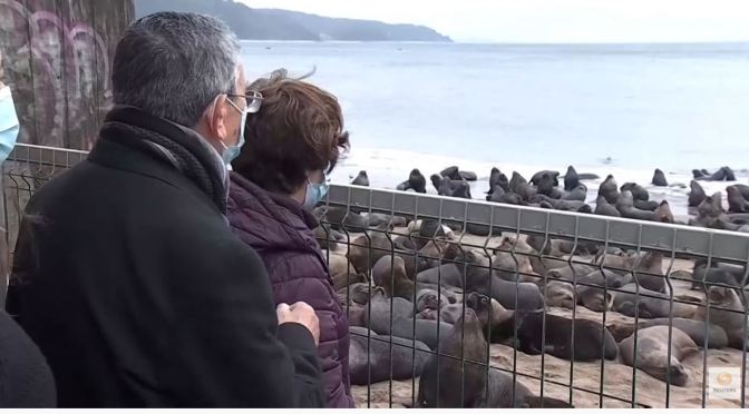 Views: Sea Lions Invade Town Of Tome, Chile