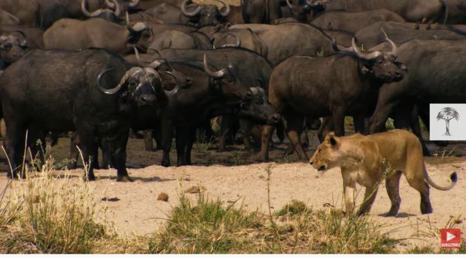 African Views: Lions Hunt Buffalo In Tanzania