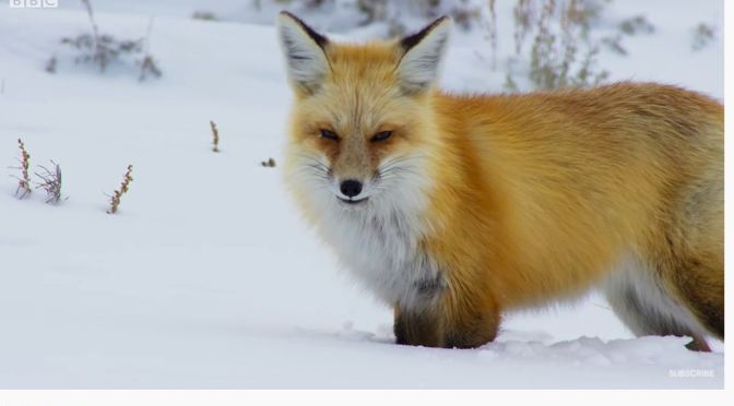 Wildlife Views: A Red Fox ‘Snow Dives’ To Hunt Prey