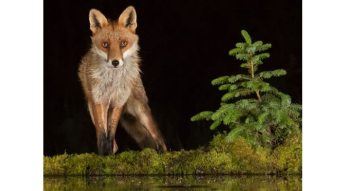 Wildlife Photography: Amazing Scottish Photos