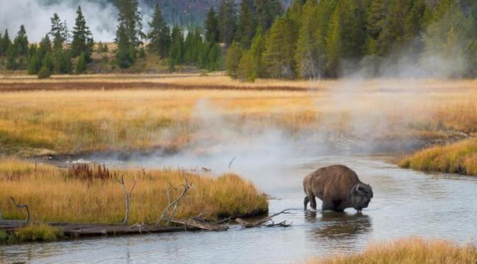 Wildlife: Yellowstone Bison and Marsh Birds