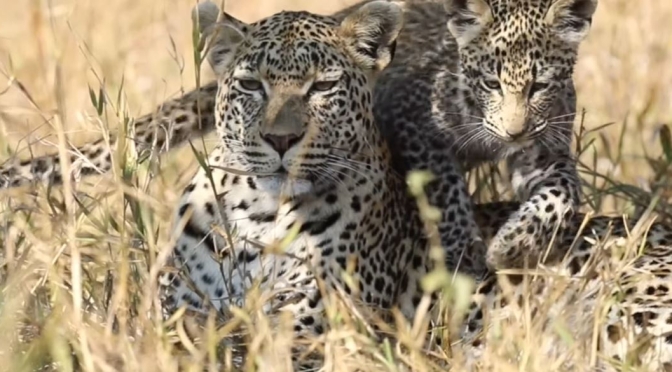 Safari Views: Leopards At Mala Mala, South Africa