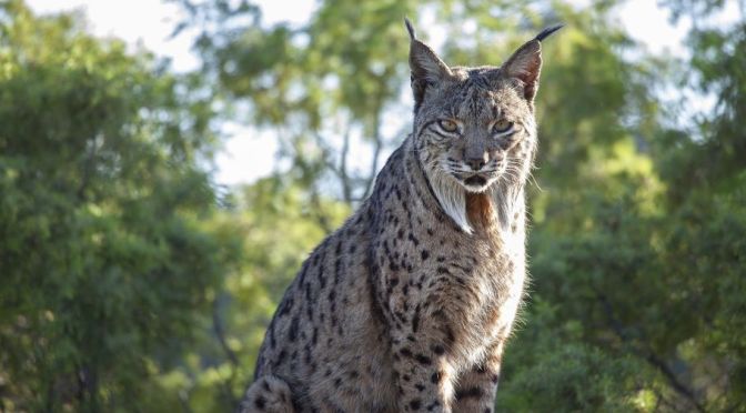 Views: The Iberian Lynx Returns From Verge Of Extinction In Spain (BBC)