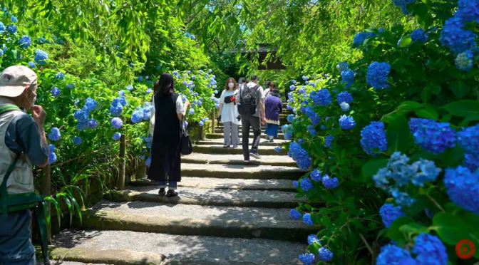 Garden Walks: Kamakura Hydrangea Temple, Japan