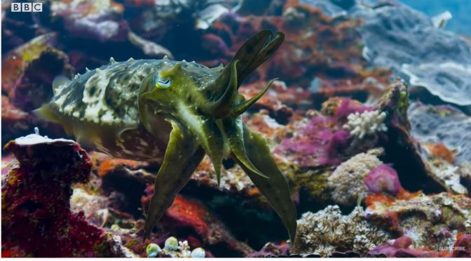 Ocean Views: Cuttlefish Mesmerize Their Prey (BBC)