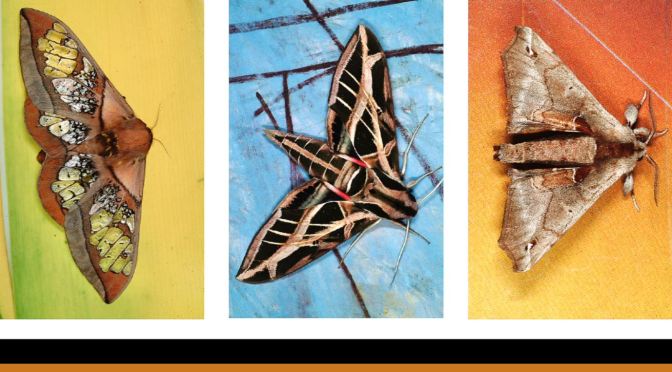 Photography: The World’s Most Stunning Moths