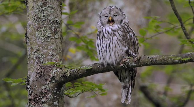 Nature & Wildlife Films: ‘Wild Slovenia’ (Trailer)
