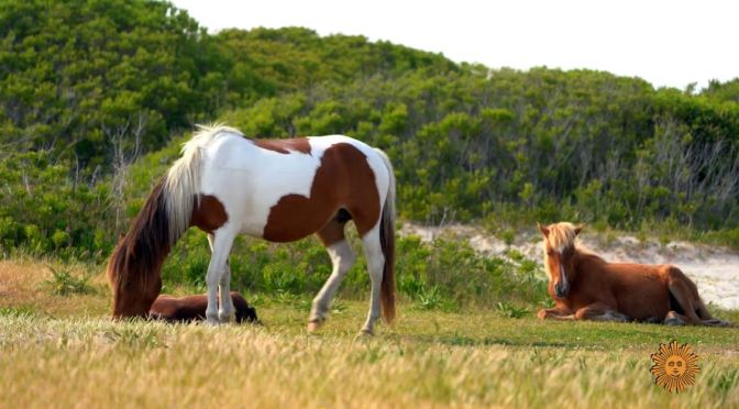 Views: The Wild Horses Of Assateague Island Off Maryland & Virginia Coast