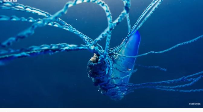 Ocean Views: Portuguese Man O’ War (BBC Earth)
