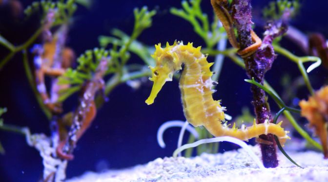 Zoology: The Evolution Of Seahorses (Video)
