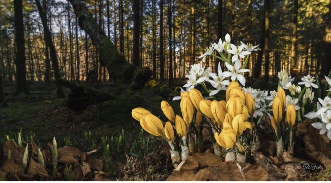 Timelapse Views: Spring Season In Denmark (4K)