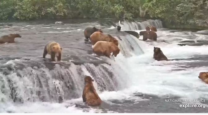 Alaska Views: Brown Bears Hunting At Brooks Falls, Katmai National Park