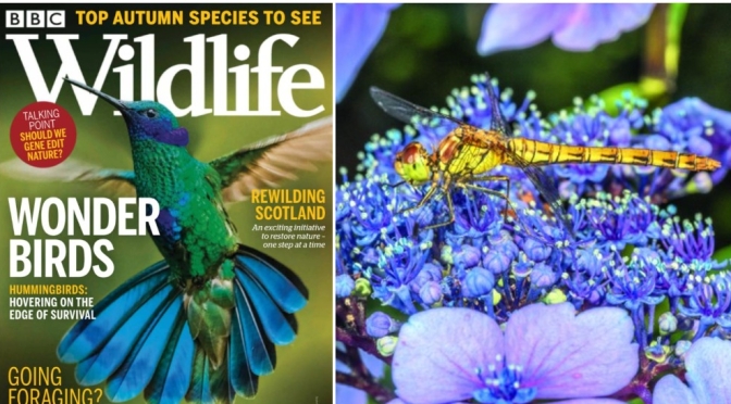 Previews: BBC Wildlife Magazine – January 2023
