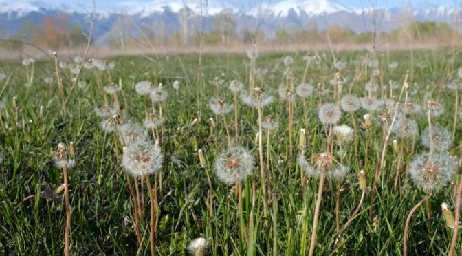 Views: How Dandelions Conquered The World