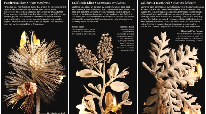 Science: California Plants That Survive Wildfires