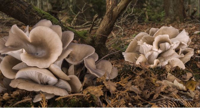 Timelapse Views: ‘Oyster Mushrooms’ In Denmark