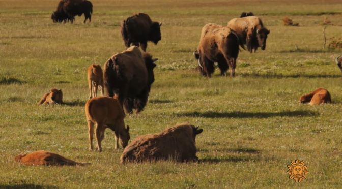 Wildlife Views: Bison &  Calves In Yellowstone