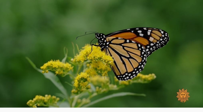 Meadows: Butterflies In Princeton, Massachusetts