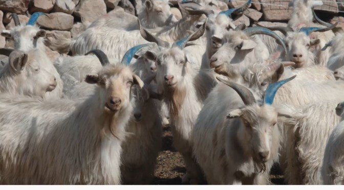 Views: Goat Herding With Drones & Smartphones In Inner Mongolia (Video)