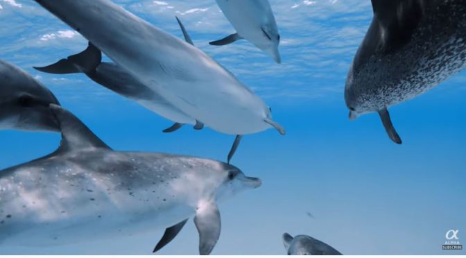 Voyages: ‘SeaLegacy’ Crew Films A Dolphin Pod In The Bahamas, Caribbean Sea
