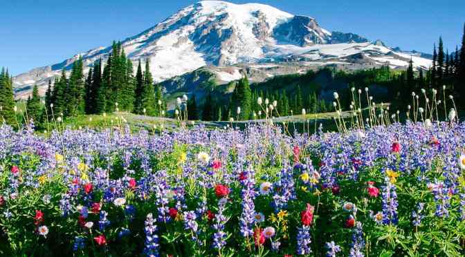 Views: Wildflowers In Mount Rainier National Park, Washington State