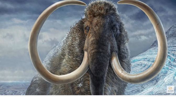 Science: Wooly Mammoth Tusks & Ice Age Extinction