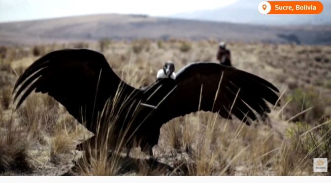 Views: Two Andean Condors Released Back Into The Wild In Bolivia