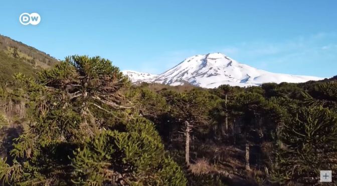 Conservation: Protecting Chile’s Araucaria Forests